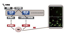 欧龙胆根(图1)