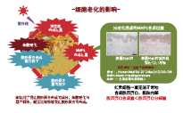 有机丹波赤豆 (图1)