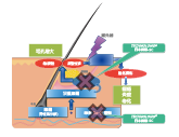 日本海草-SC(图1)
